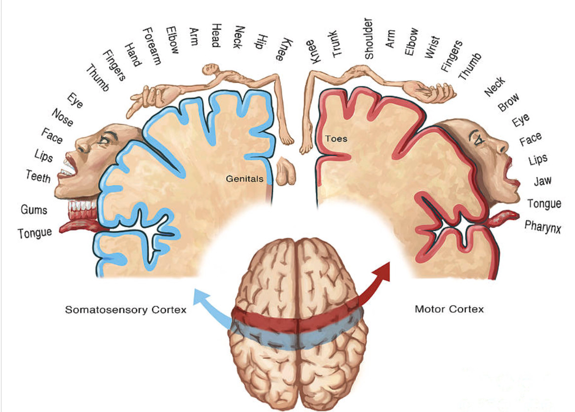 Sensory map